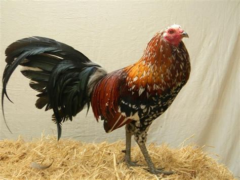 Whiehackles have straight combed, are red-eyed, are 90 yellow-red in color, and the remaining 10 are spangled, mustard colored hackles. . Spangled gamefowl